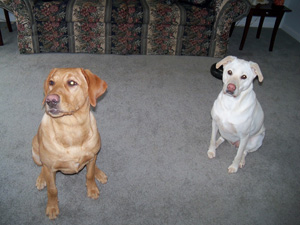 Baylee_and_Tanker_2010_010