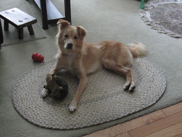 Jake-on-rug-full-view