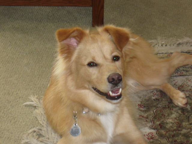 Jake-on-rug