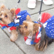 4th of July Patriotic Pet Costume Winners!