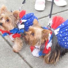 4th of July Patriotic Pet Costume Winners!