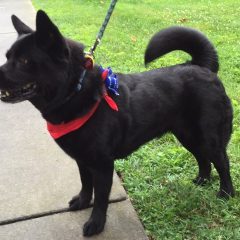 2016 Patriotic Pet Contestants